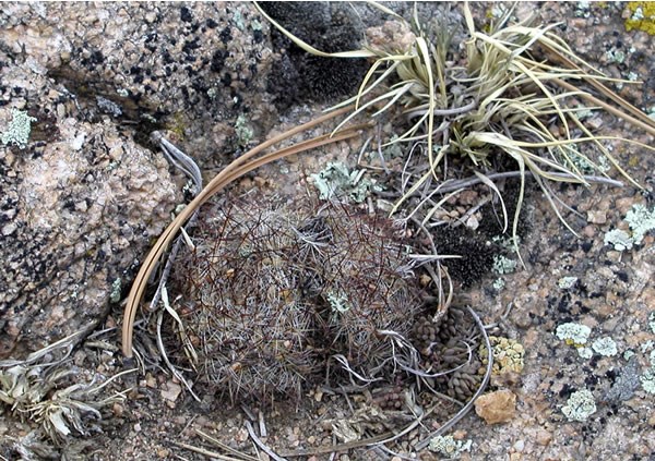 a photo of a shriveled mountain ball cacti