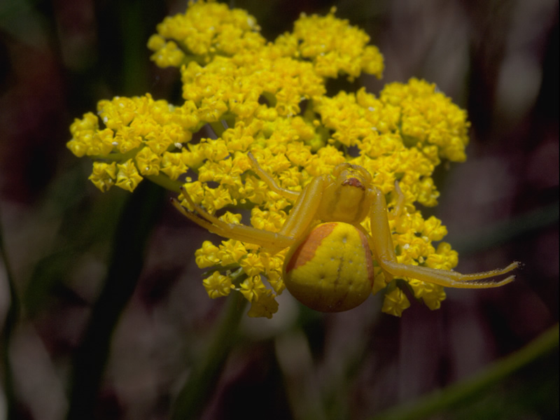 Yellow Spider Camouflage - Rocky Mountain National Park (U.S. National