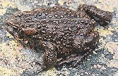 a photo of a boreal toad