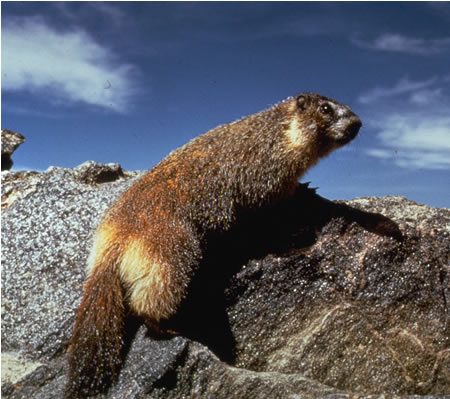 Pika and Marmot - Rocky Mountain National Park (U.S. National Park Service)