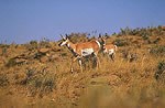 a photo of pronghorn antelope