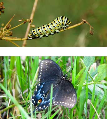 Butterfly Ecology Rocky Mountain National Park U S