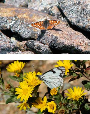 Butterfly Ecology Rocky Mountain National Park U S