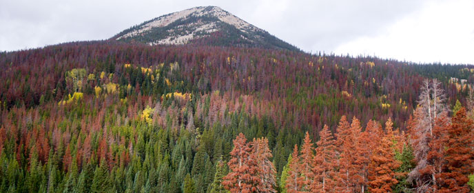 Microscopic Pine Pollen - Rocky Mountain National Park (U.S. National Park  Service)