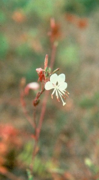 a photo of Colorado butterfly plant