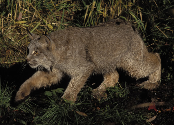 canada lynx fact sheet