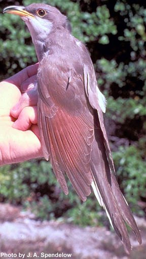 a photo of yellow-billed cuckoo