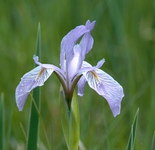 Photo of Mountain Iris