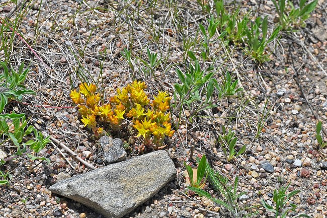 Yellow Stonecrop