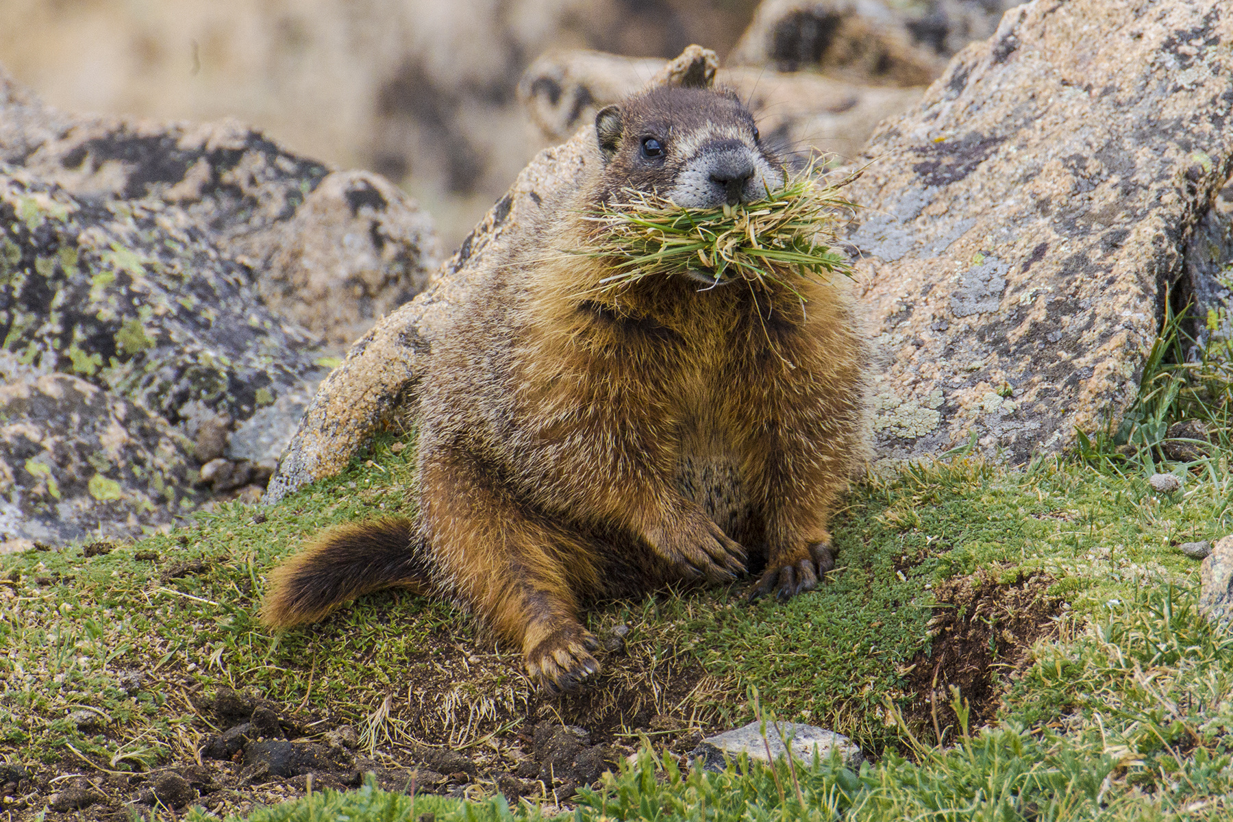 Pikas at Rocky - Rocky Mountain National Park (U.S. National Park Service)