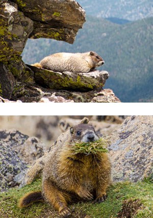 Marmot on a rock, marmot eating vegetation