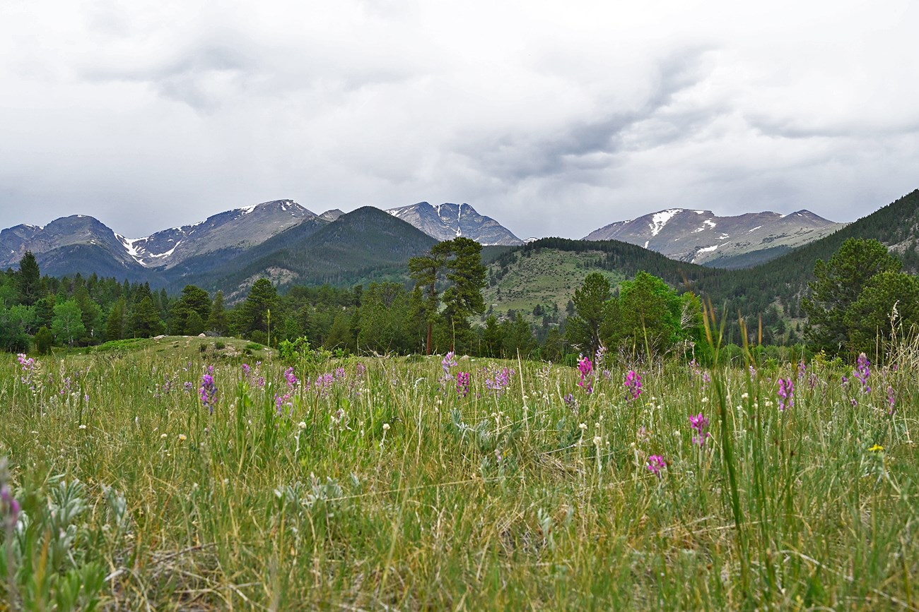 A variety of pink, purple, yellow and white wildflowers are growing in a meadow with mountains in the distance