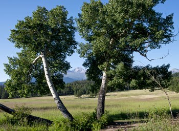 Aspen Trees in a meadow