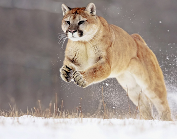 mountain lion lions attacks pounce puma cougar rocky animal colorado park nps winter running snow nature national animals prey jumping