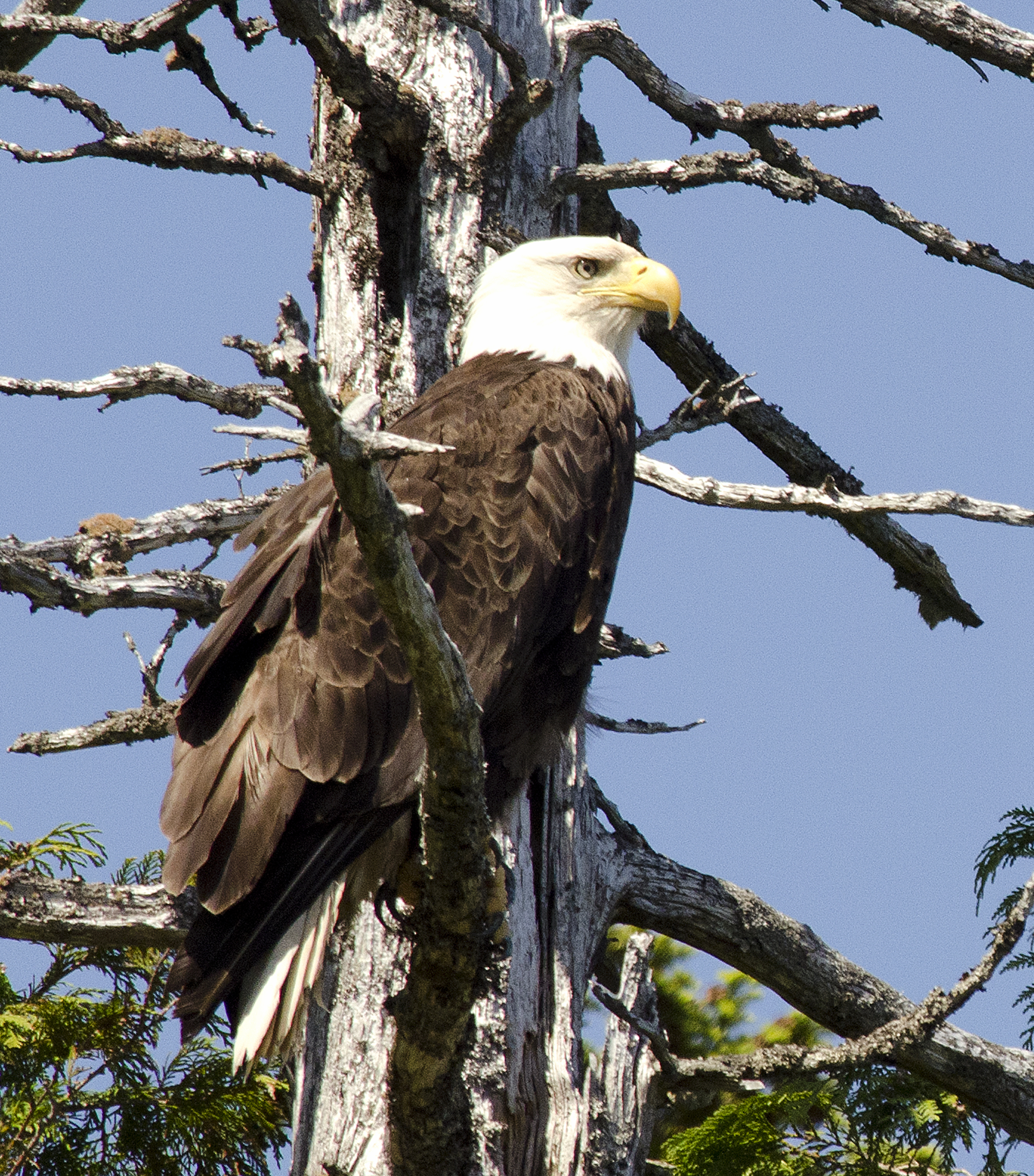 NATURE in the NEIGHBORHOOD: Bald Eagle Sightings Could be