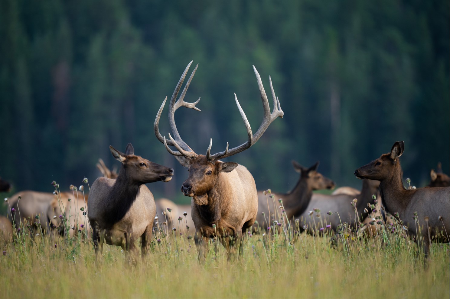 world record rocky mountain elk
