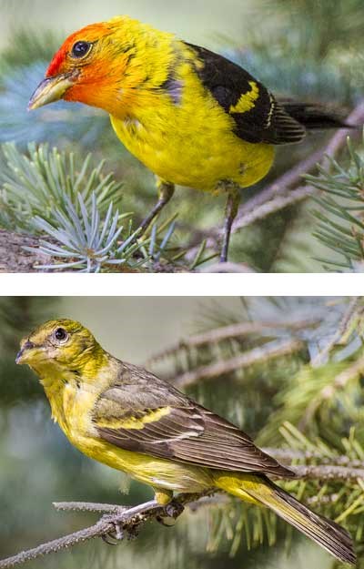 western tanager male and female