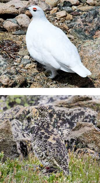 Ptarmigan with white winter feathers and a ptarmigan with speckled brown summer feathers