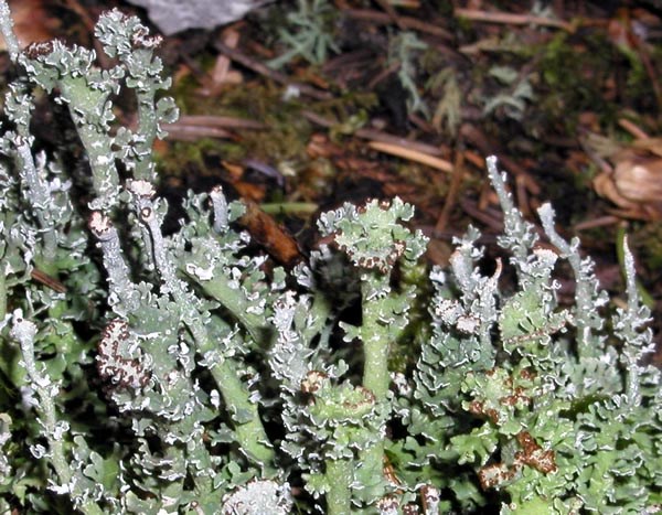 a photo of Cladonia ecmocyna