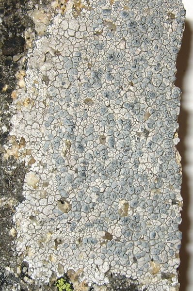 a photo of Lecanora rupicola