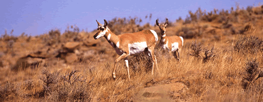 a photo of pronghorn antelope