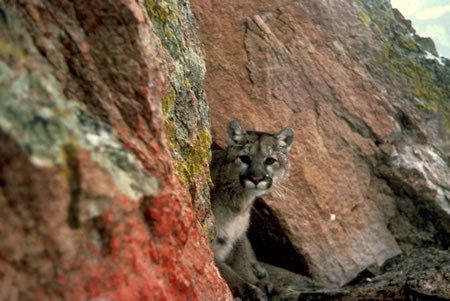 a photo of a mountain lion