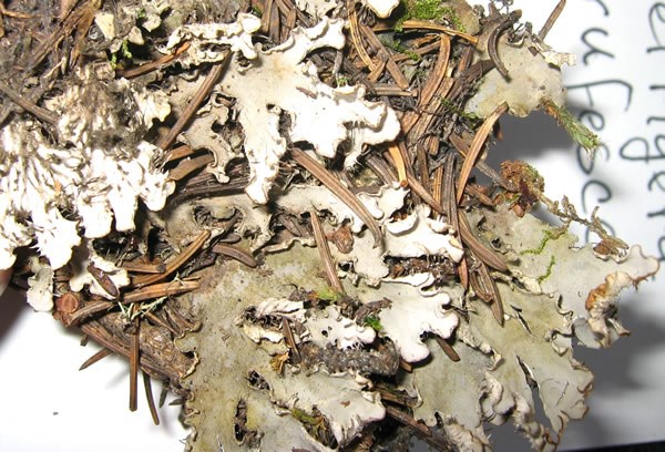 a photo of Peltigera rufescens