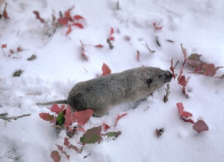 a photo of a pocket gopher