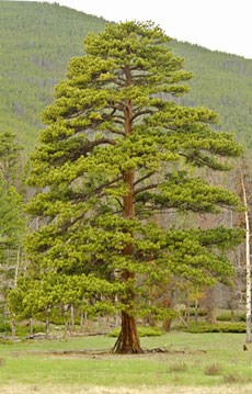 Photo of a Ponderosa Pine tree