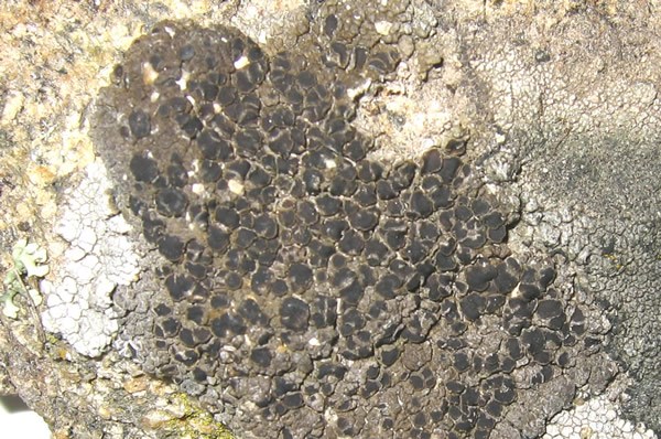 a photo of Protoparmelia badia