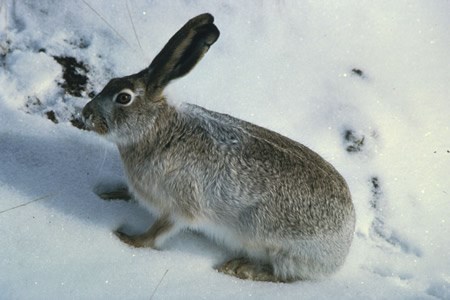 a photo of a white tailed jackrabbit