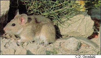 a photo of a bushy-tailed woodrat