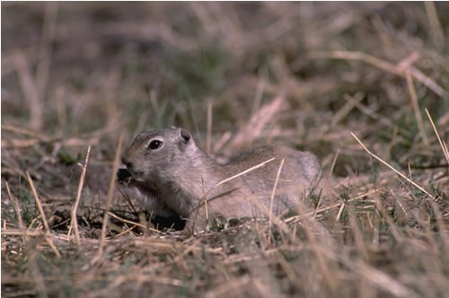 a photo of a Wyoming ground squirrel