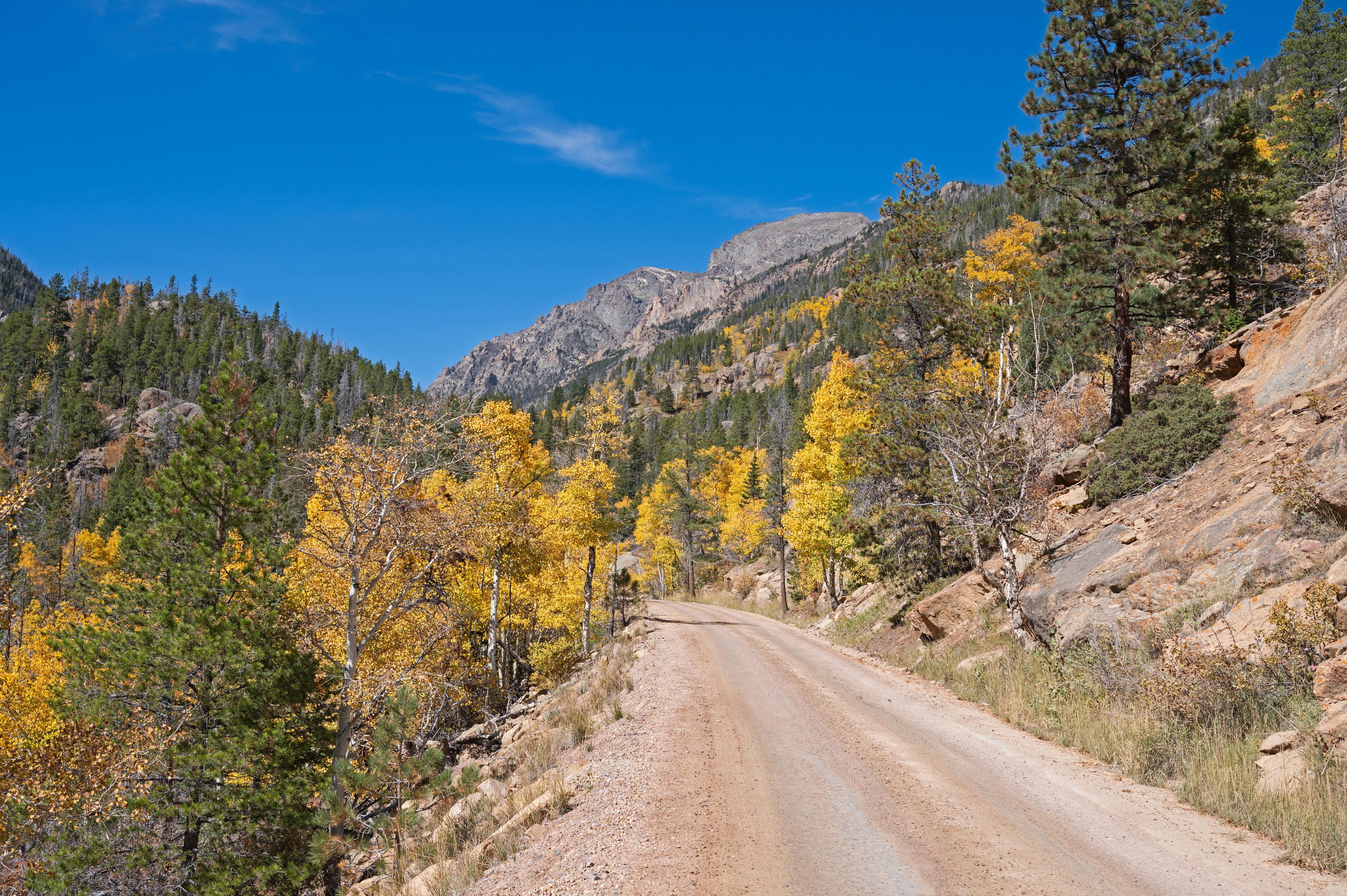 A section of Old Fall River Road, a dirt road, is lined with aspen with yellow leaves in autumn