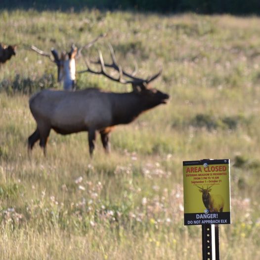 Elk bugling in distance with meadow closure sign