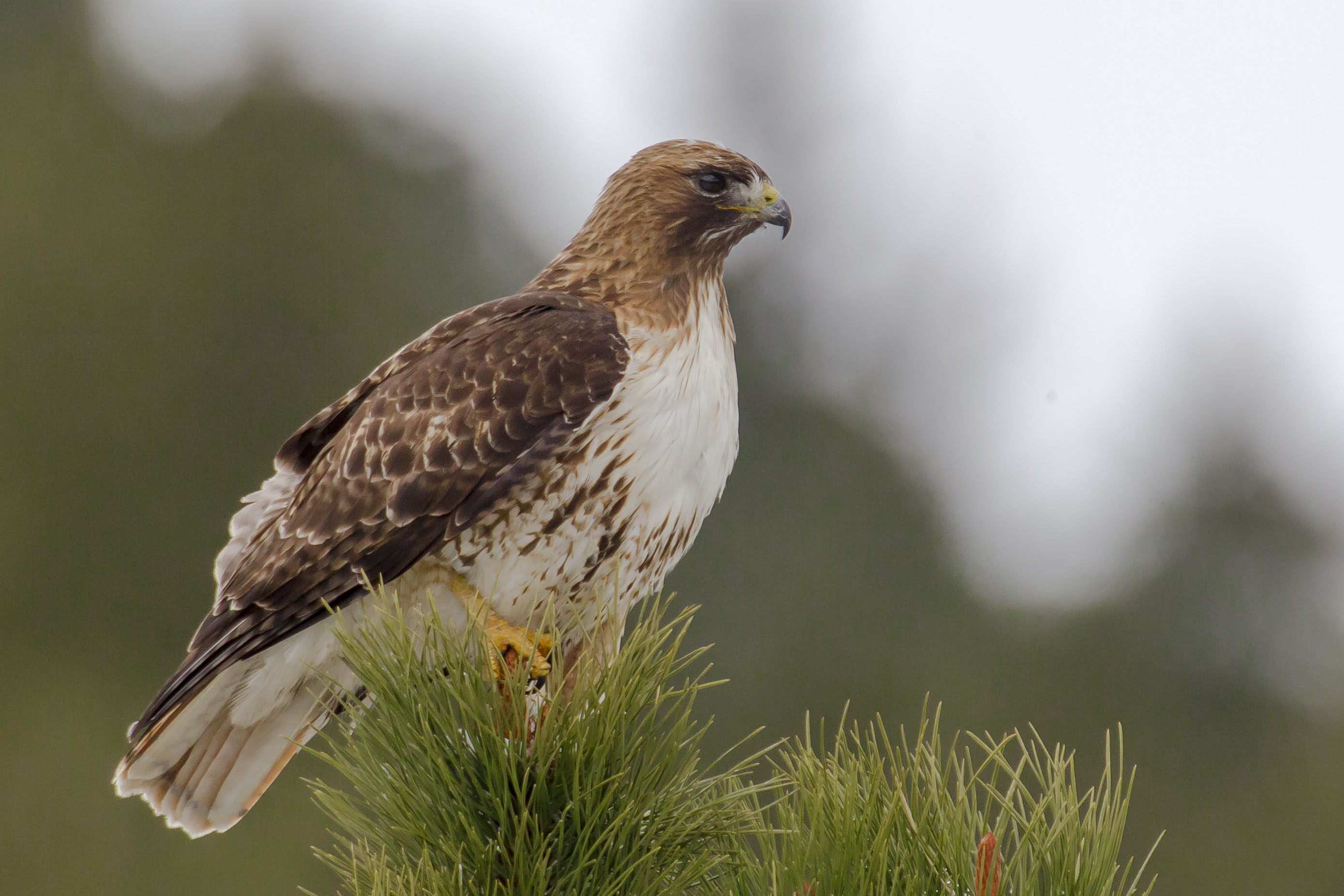 Red-tailed Hawk on tree