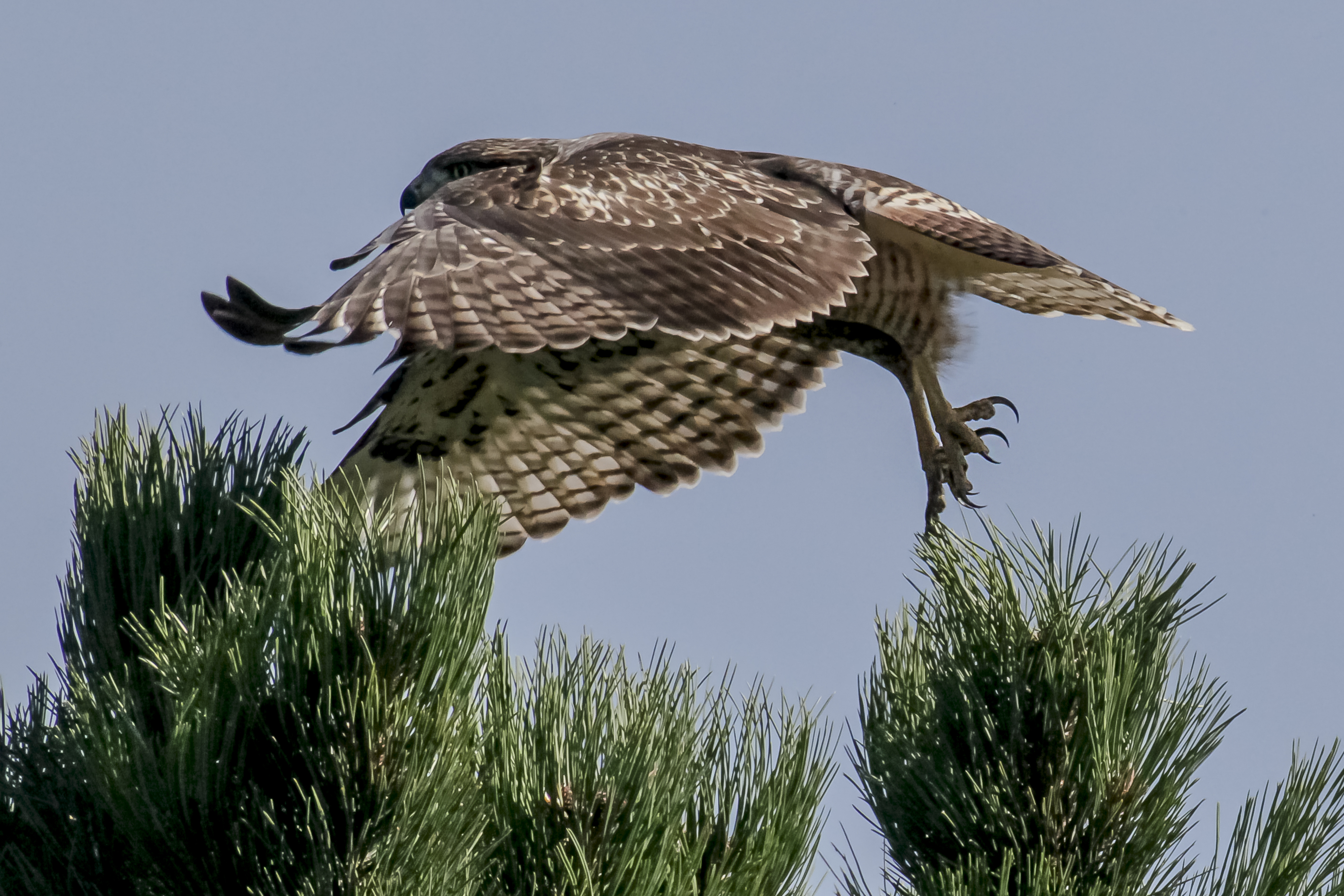 Red-tail Hawk