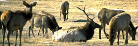 photo of a bull and harem