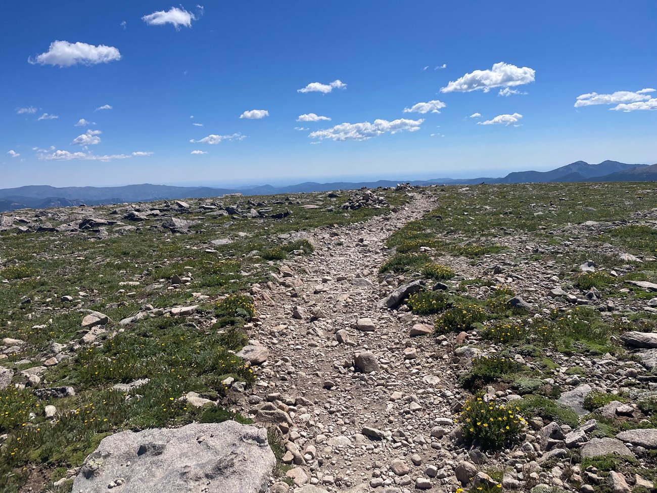 View of the Flattop Mountain Trail near the summit with tundra wildflowers growing