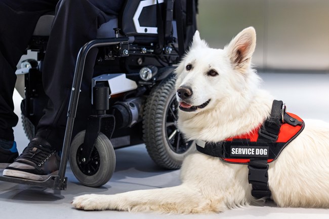 A dog with a service animal collar sits by a person in a wheelchair.