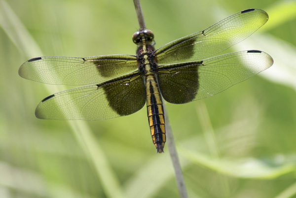 River Dragonflies - Saint Croix National Scenic Riverway (U.S.