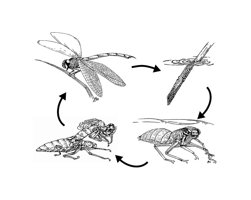 dragonfly larvae drawing
