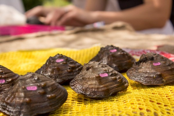 Brown mussel shells with small pink stickers lay on top of a bright yellow net