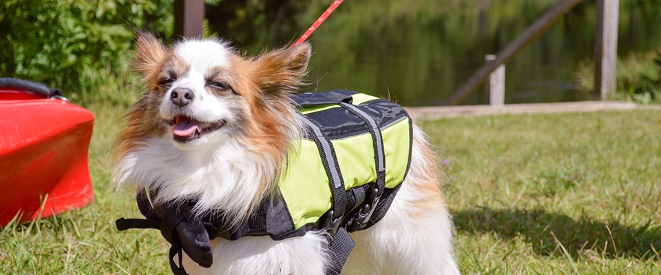 A leashed dog wearing a life jacket.