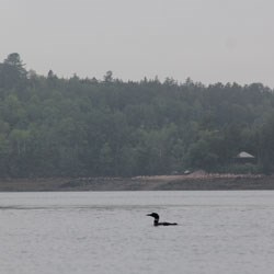 a loon in the water; shore in the distance