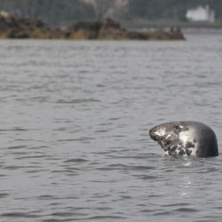 a gray seal pokes its head out of the water