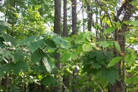 Photo of Norway Maple and Japanese Tree Lilac