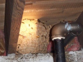 Yellow Jacket nest in the basement of the administration building