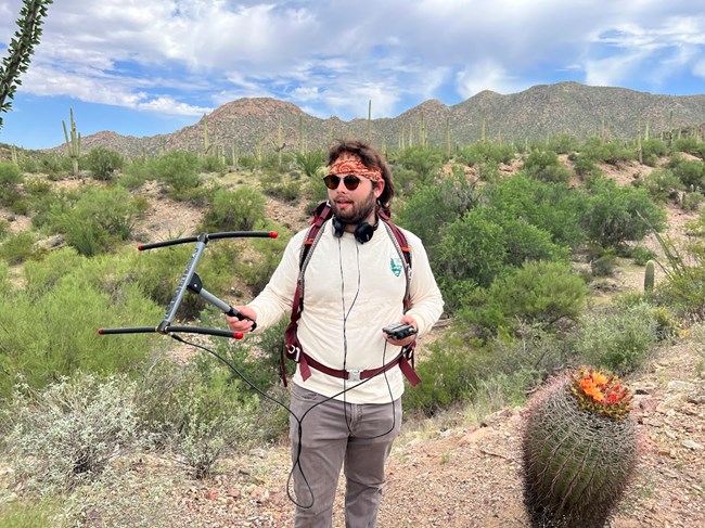 In an open desert scene, with a flowering barrel cactus in the foreground and saguaro-covered mountains in the background, a young person holds an antenna with microphones that is used to track desert tortoises outfitted with a radio receiver.