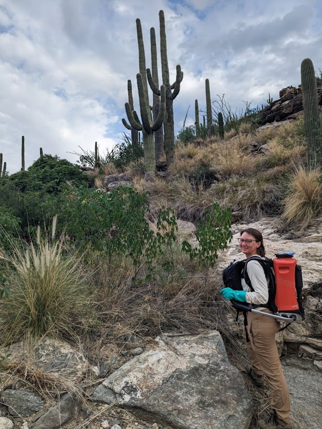 a young person smiles in front of a beautiful desert scene of saguaros that includes a flowering grass plant.  They are wearing blue latex gloves and a bright red backpack for carrying liquids, used to treat invasive plants with herbicides in the desert.